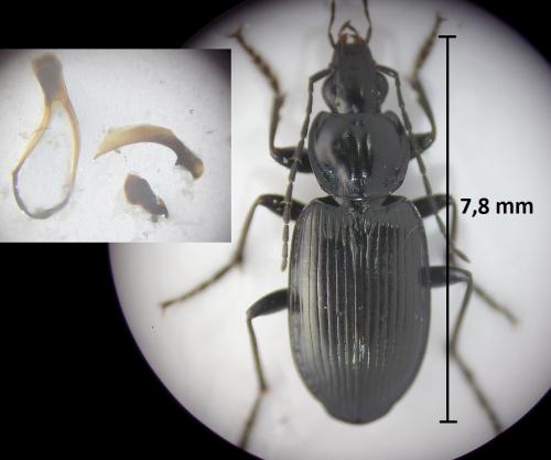 Réf. 198 990 : Agonum duftschmidi